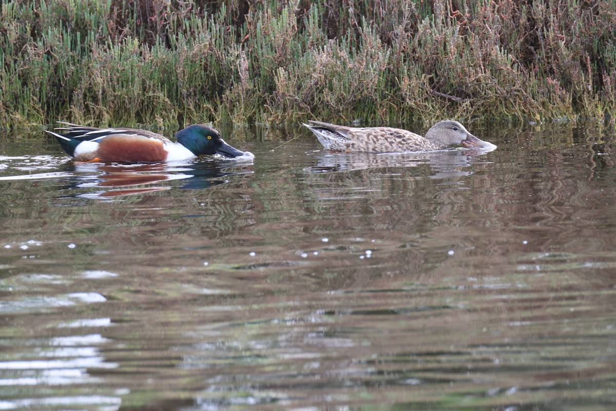 lžičák pestrý - ML650557013