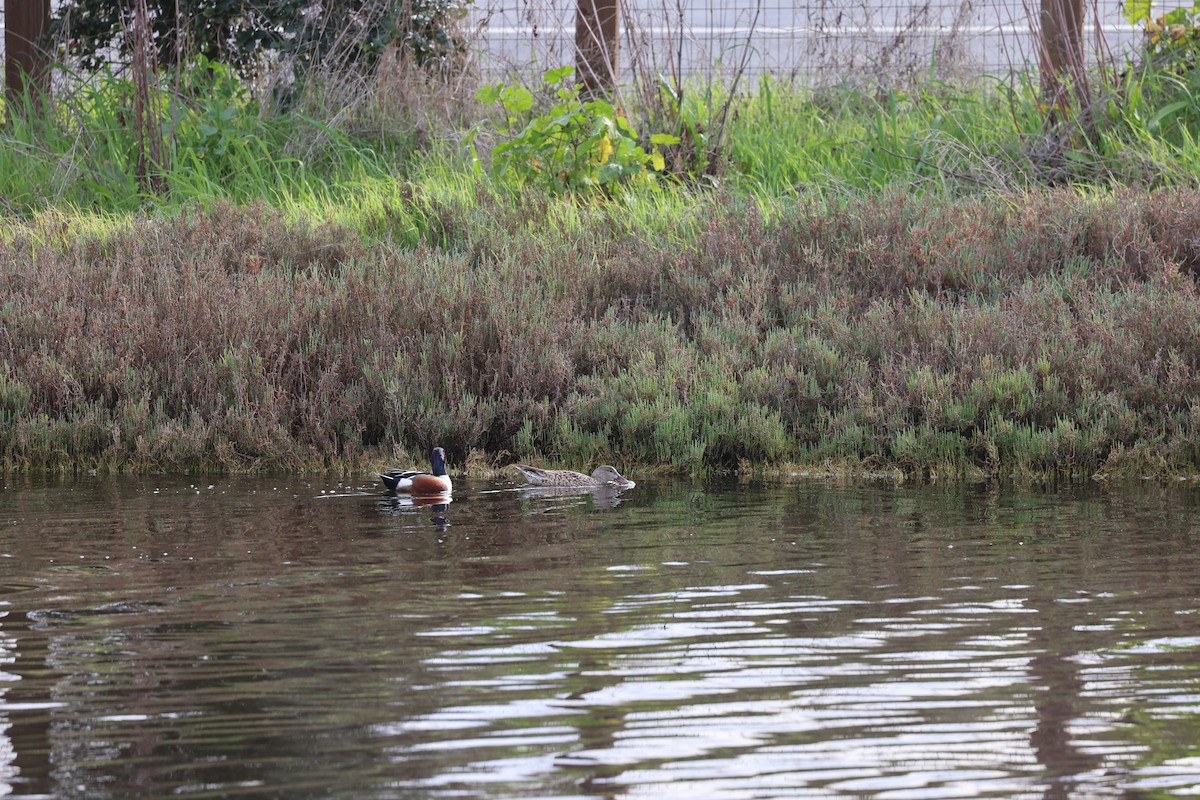 lžičák pestrý - ML650557067