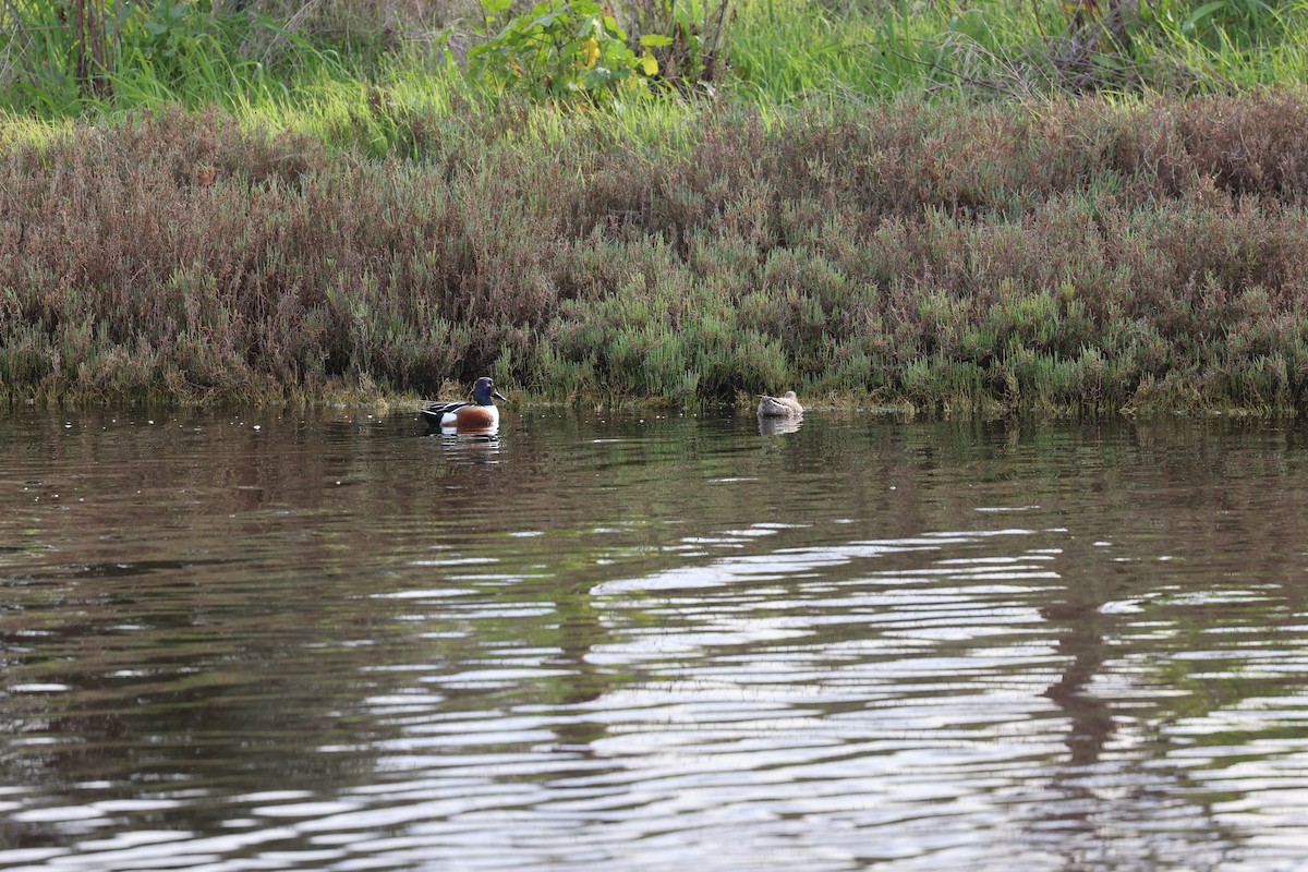 lžičák pestrý - ML650557069