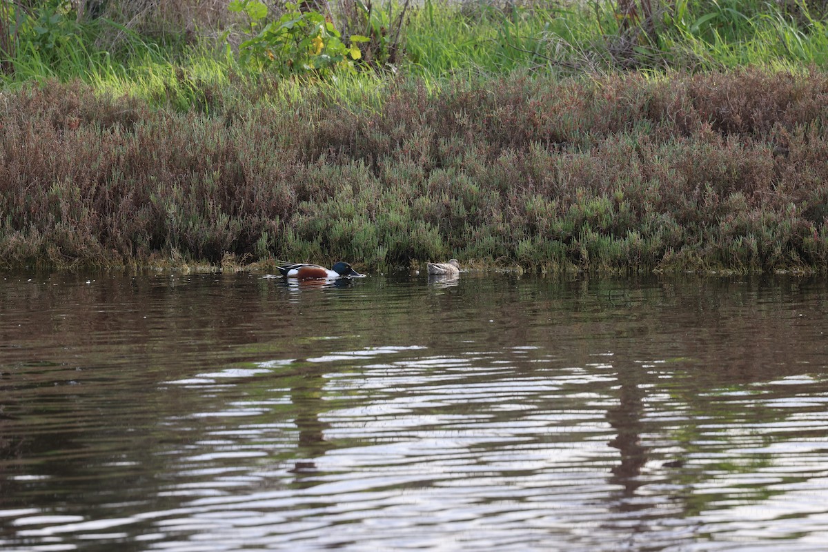 lžičák pestrý - ML650557073