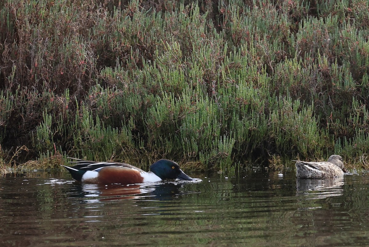 lžičák pestrý - ML650557113