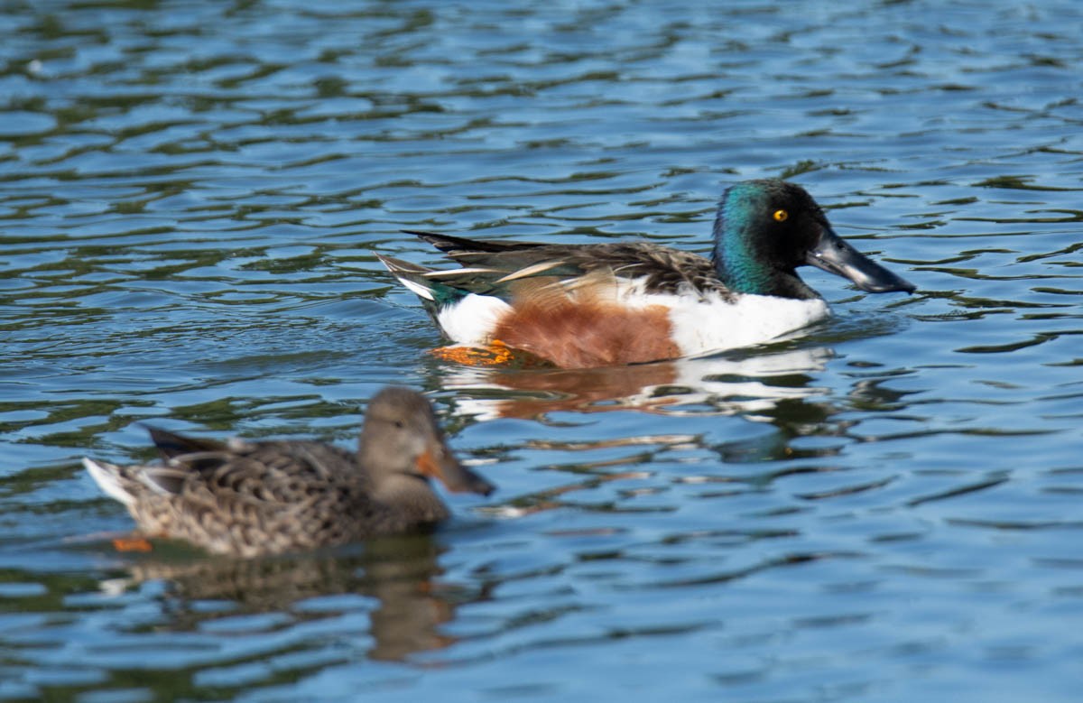 lžičák pestrý - ML650557118