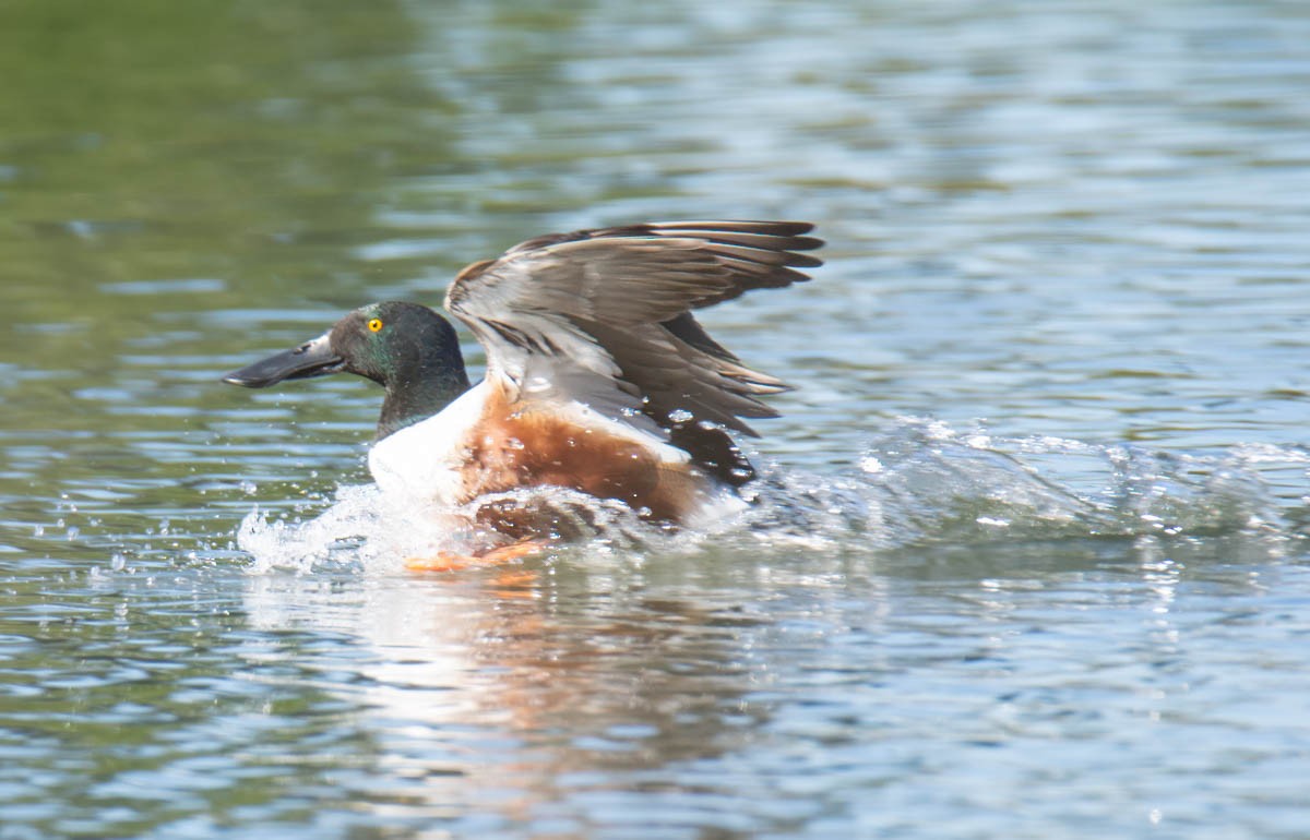 lžičák pestrý - ML650557119