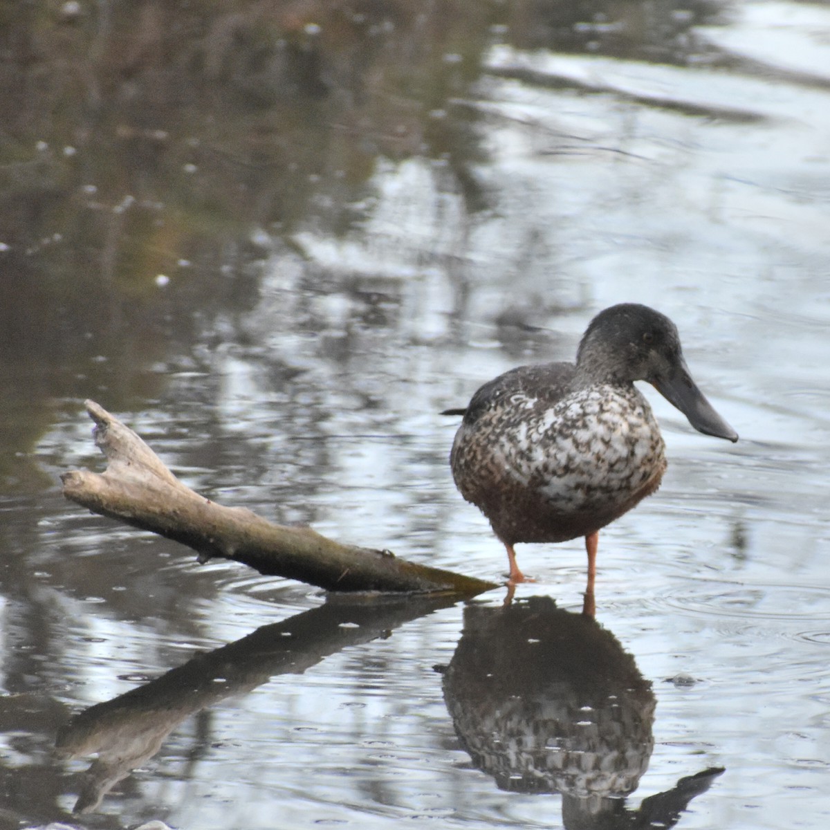 lžičák pestrý - ML650557145