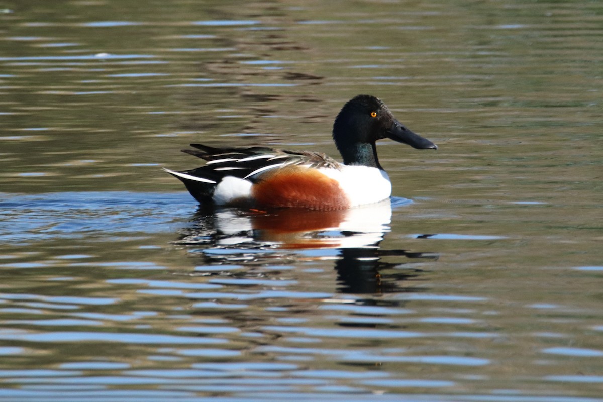 lžičák pestrý - ML650557581