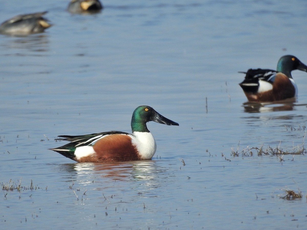 lžičák pestrý - ML650557837