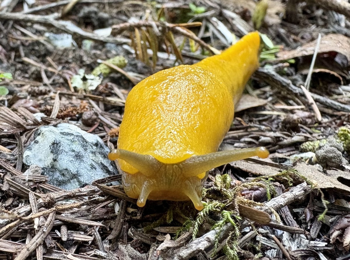 Banana Slugs - ML650557868