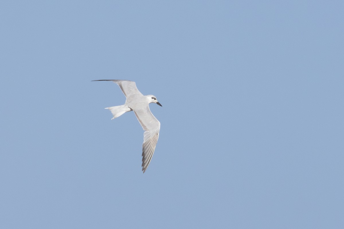 Gull-billed Tern - ML650557948