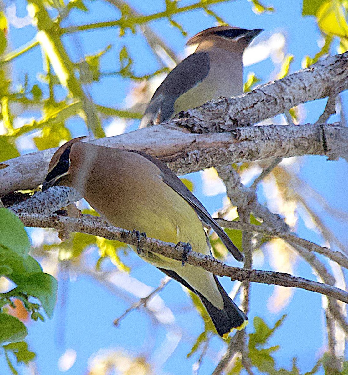 Ampelis Americano - ML650558104