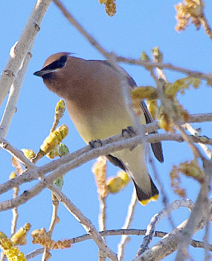 Ampelis Americano - ML650558107