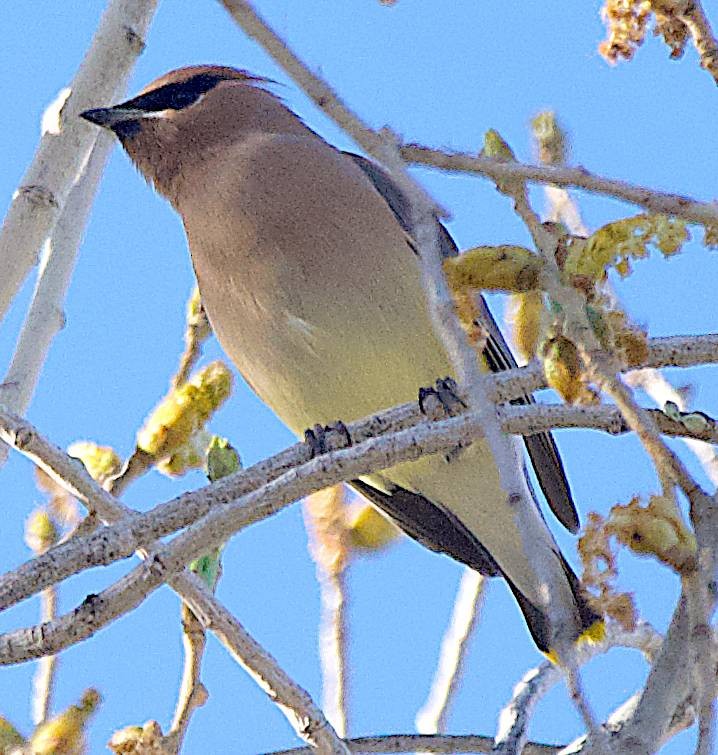 Ampelis Americano - ML650558113