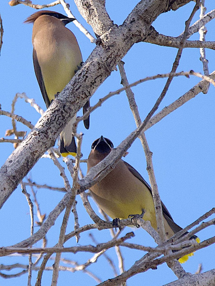 Ampelis Americano - ML650558119