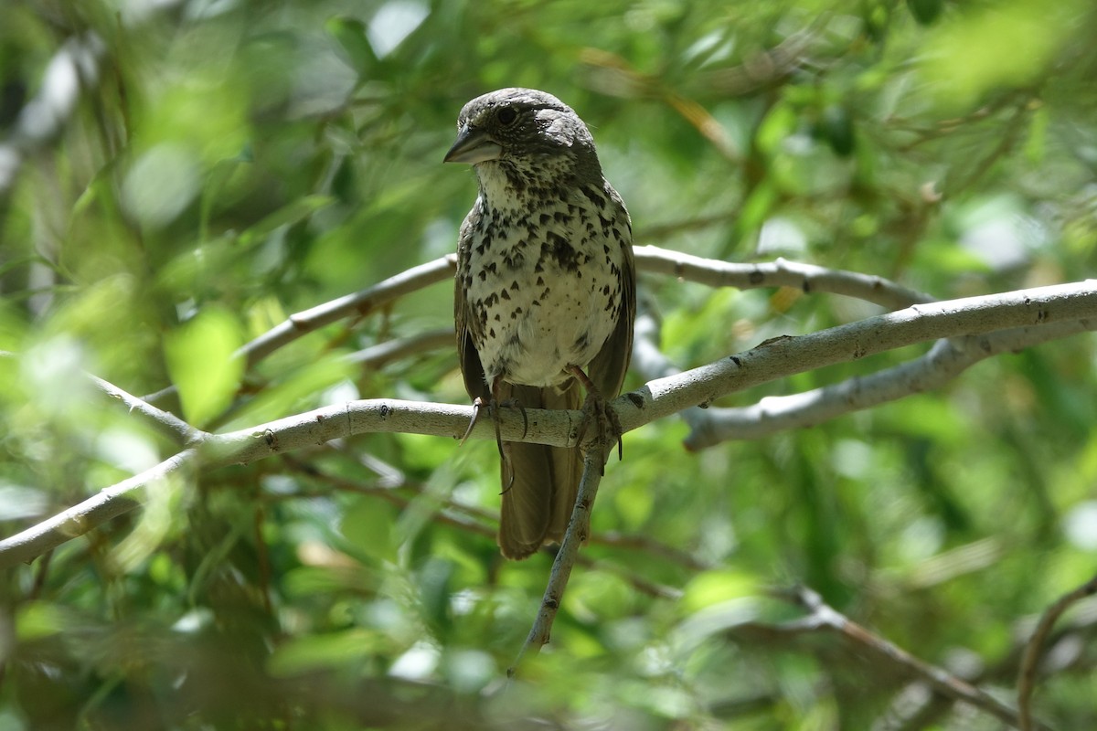 Fox Sparrow (Thick-billed) - ML650558477