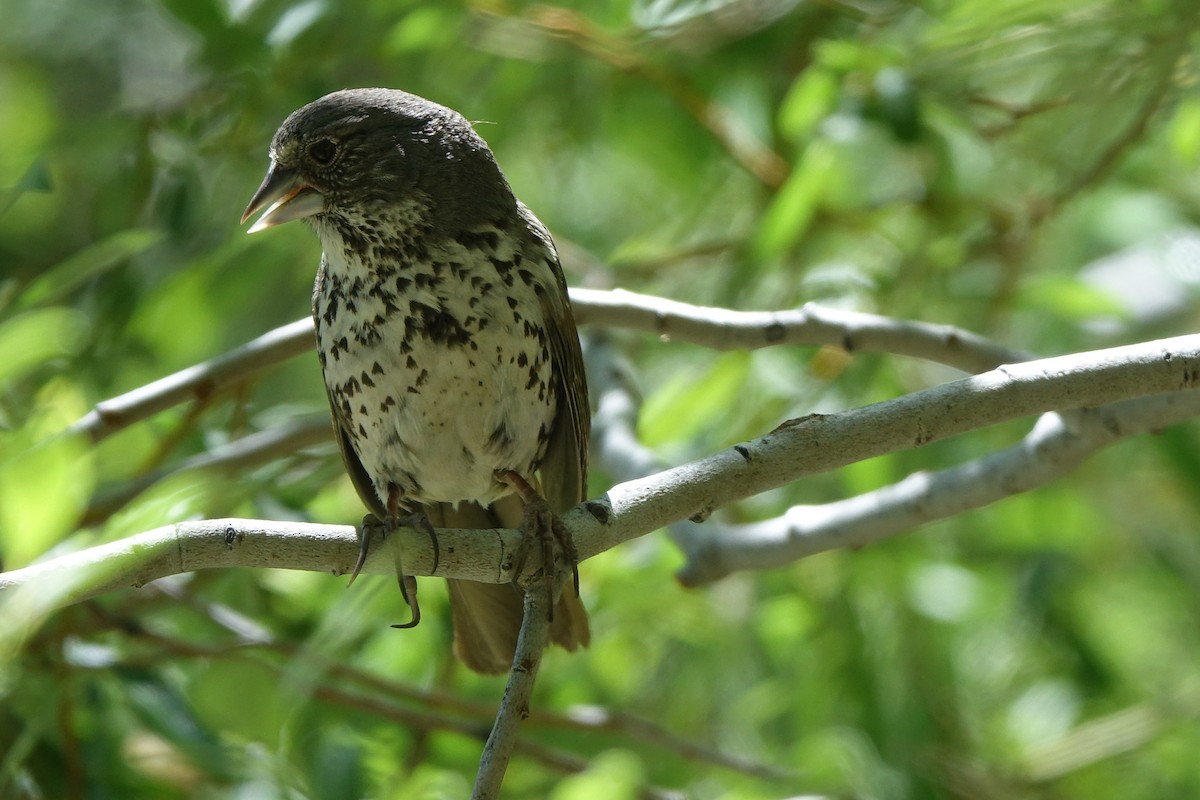 Fox Sparrow (Thick-billed) - ML650558478