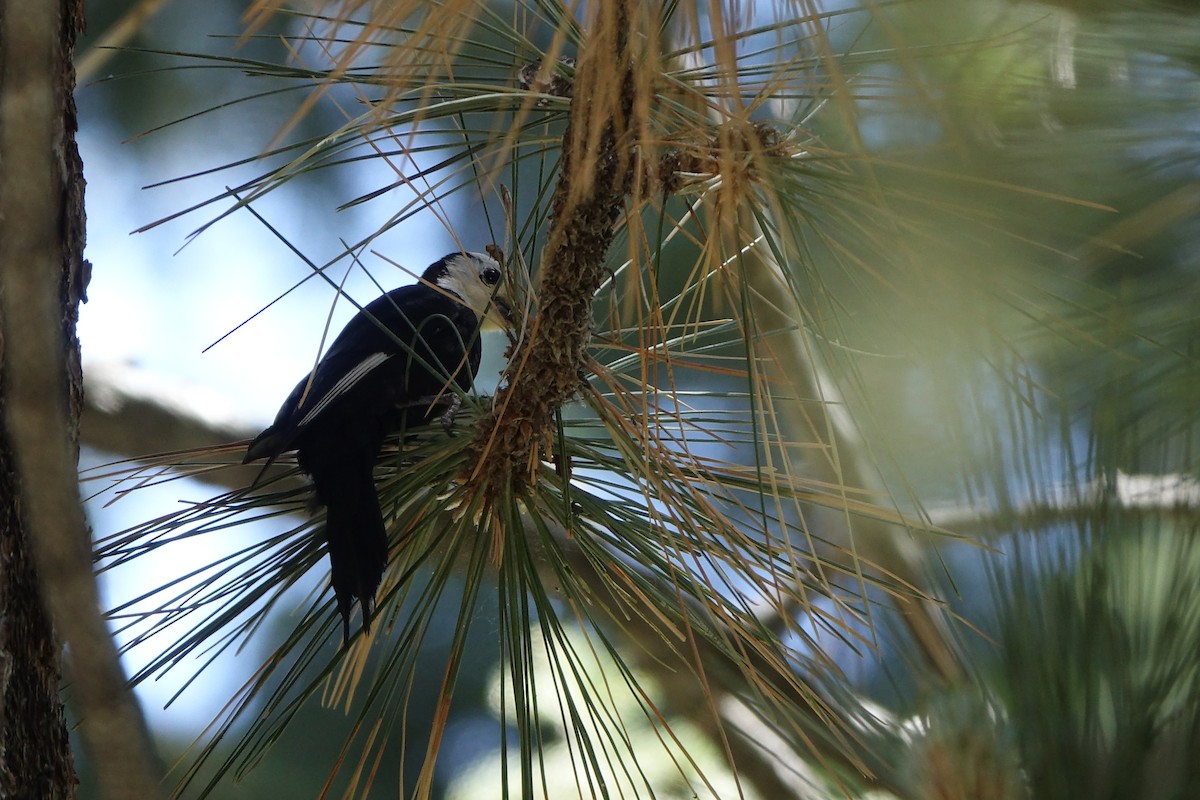 White-headed Woodpecker - ML650558504