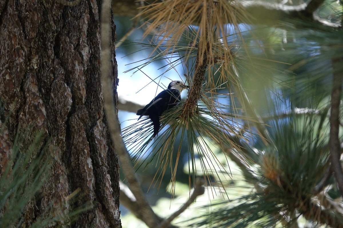 White-headed Woodpecker - ML650558505