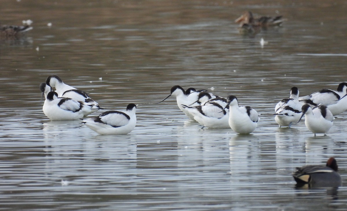 Pied Avocet - ML650558506