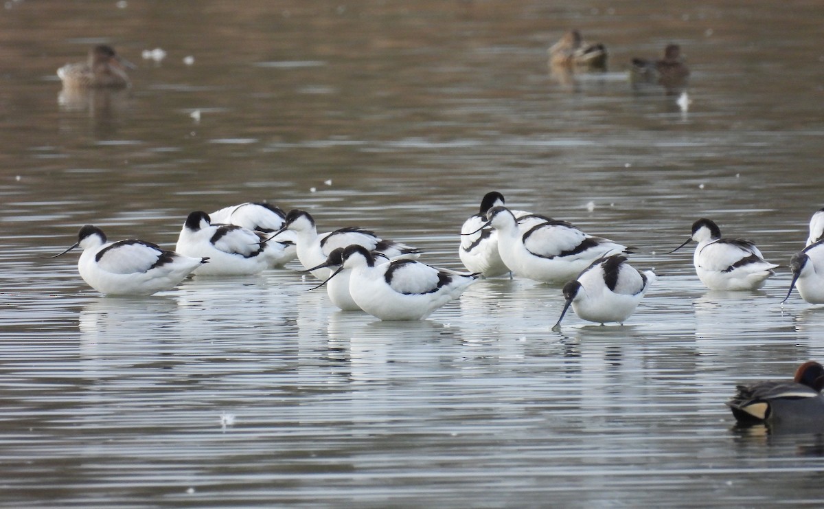 Pied Avocet - ML650558507