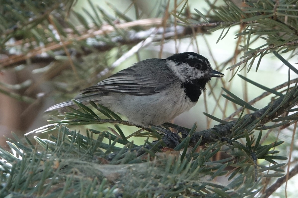 Mountain Chickadee - ML650558524