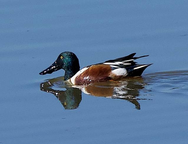 lžičák pestrý - ML650558609