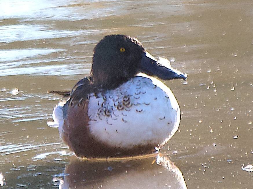 lžičák pestrý - ML650558615