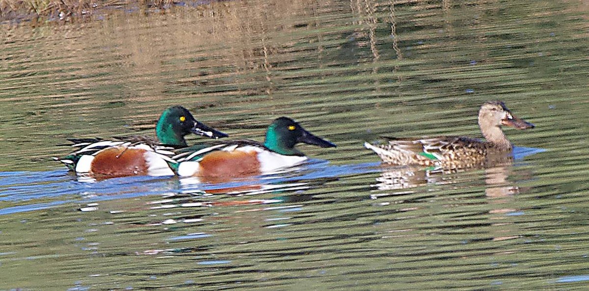 lžičák pestrý - ML650558630