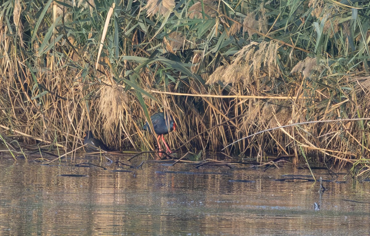 פורפיריה כחולה - ML650558646