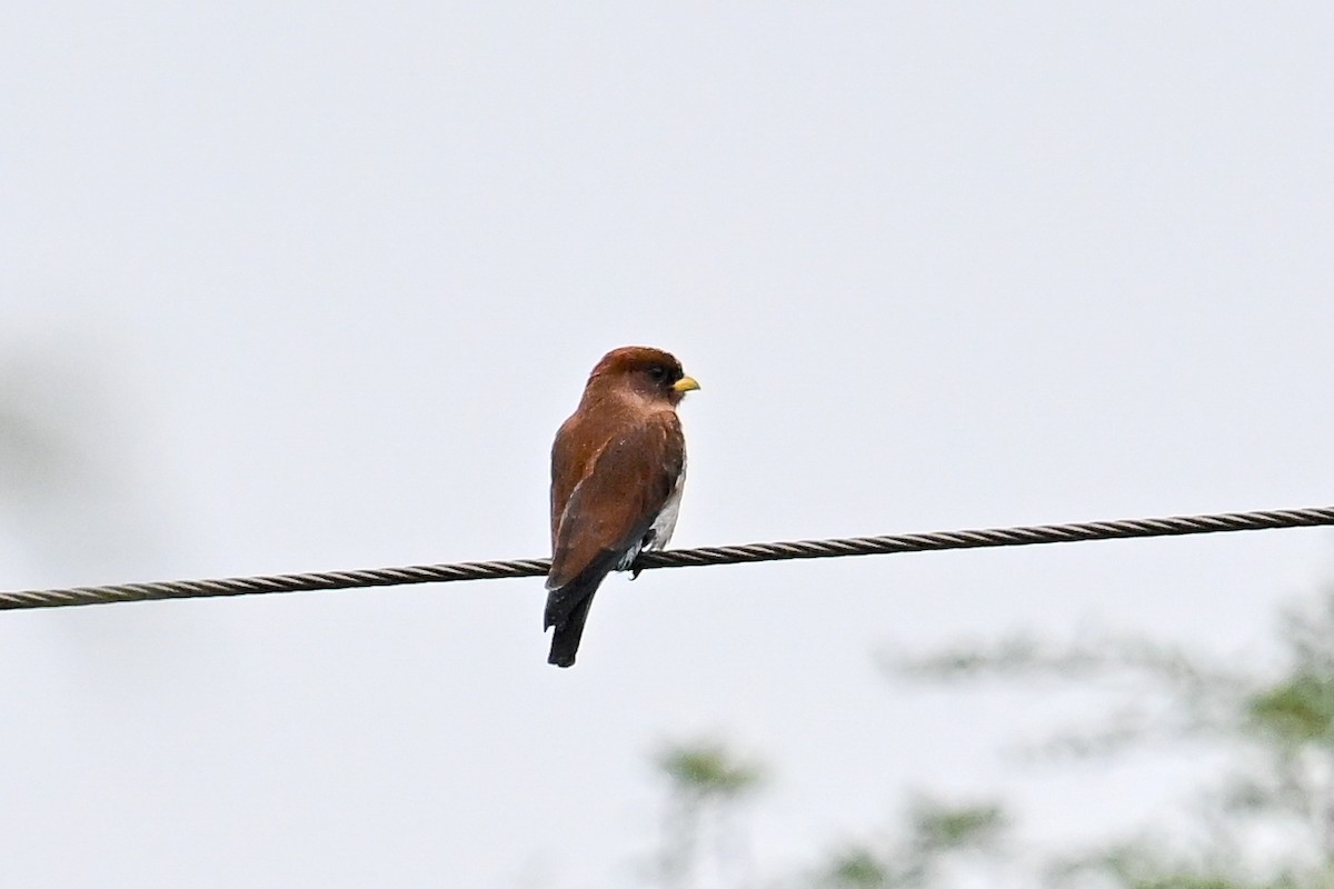 Broad-billed Roller - ML650558827