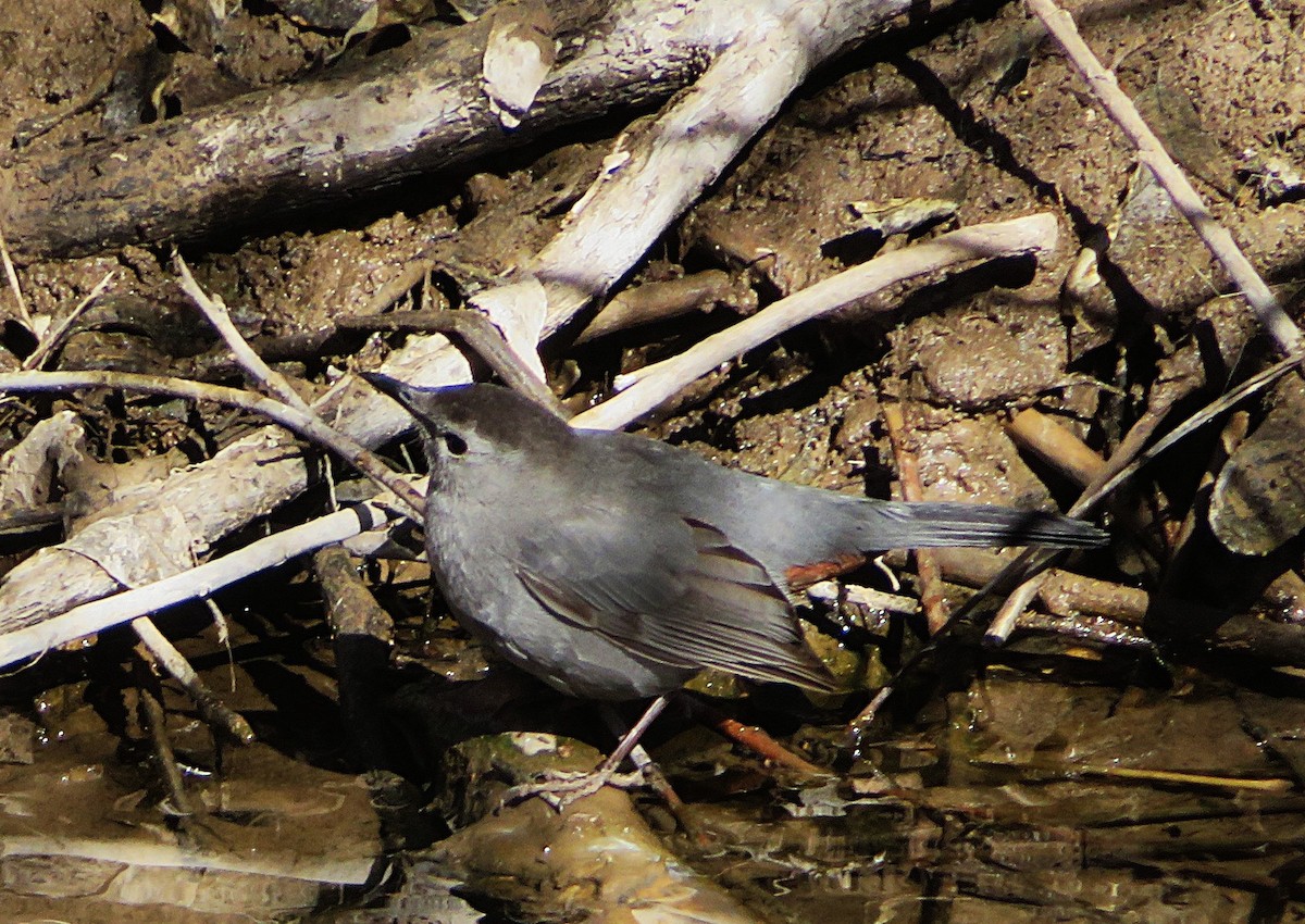 kattespottefugl - ML650558974