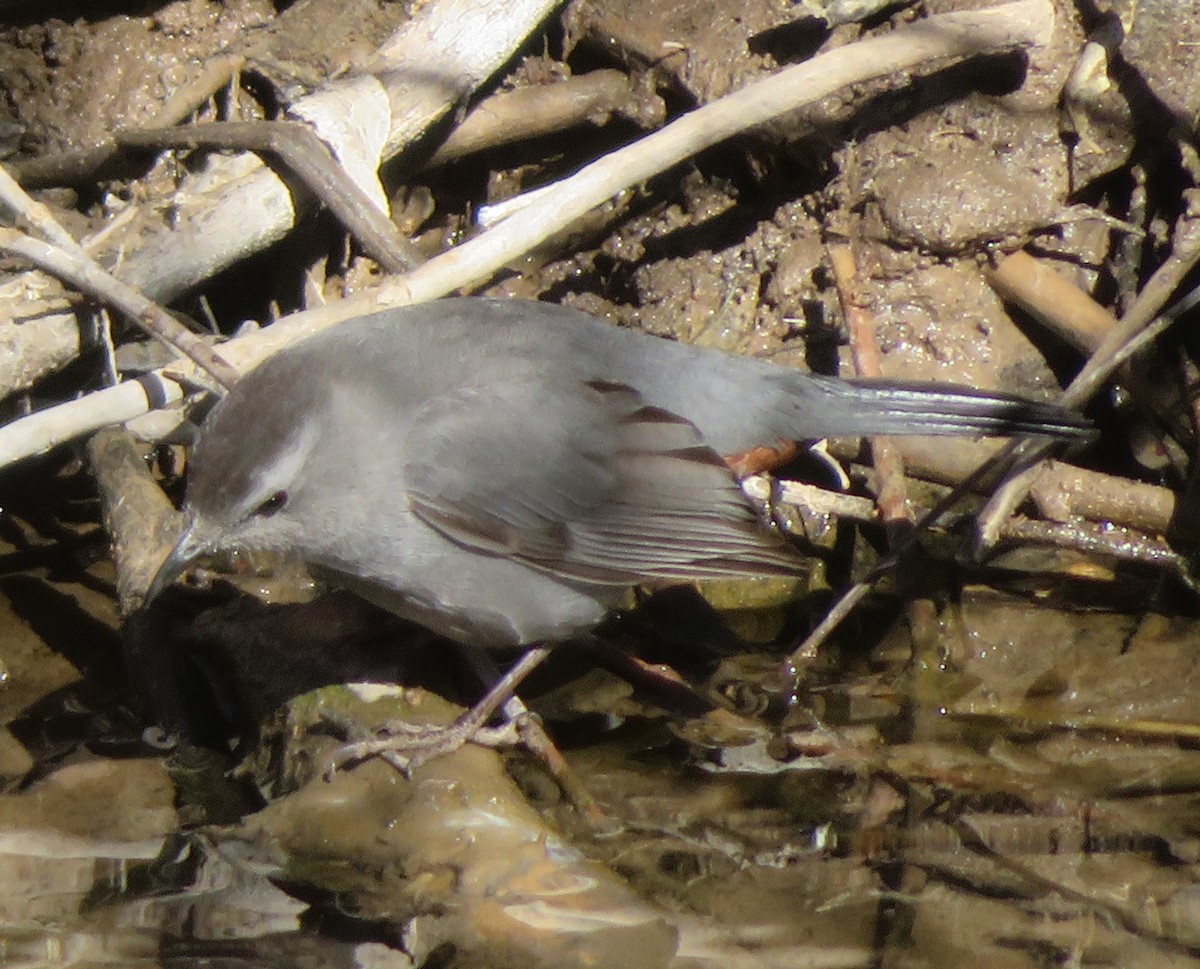 kattespottefugl - ML650558975