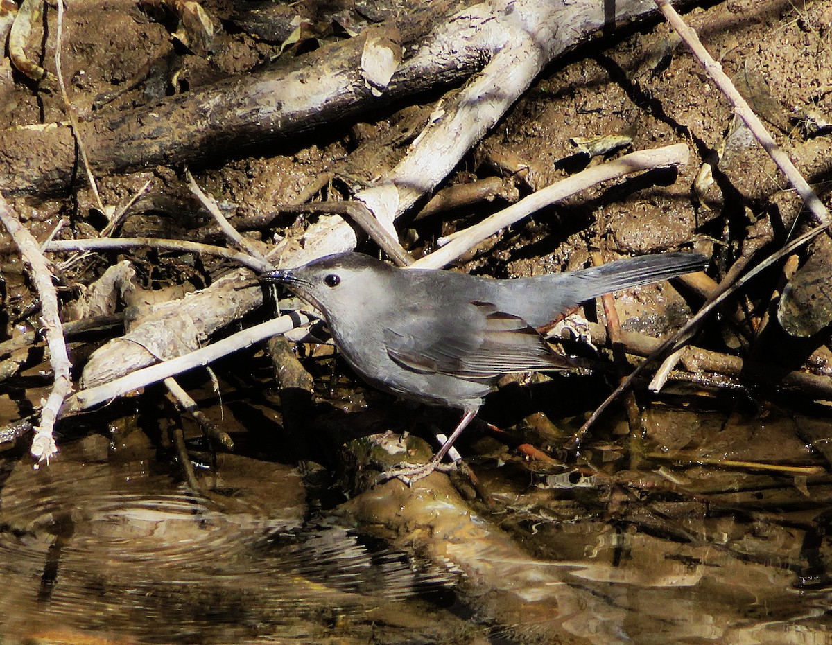 kattespottefugl - ML650558976