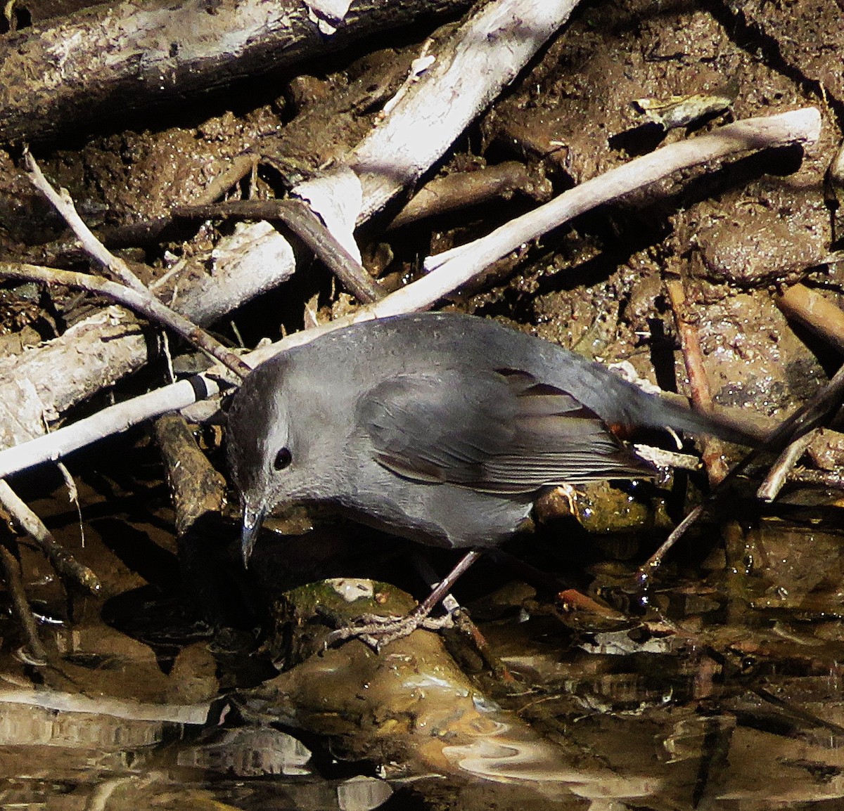 kattespottefugl - ML650558978