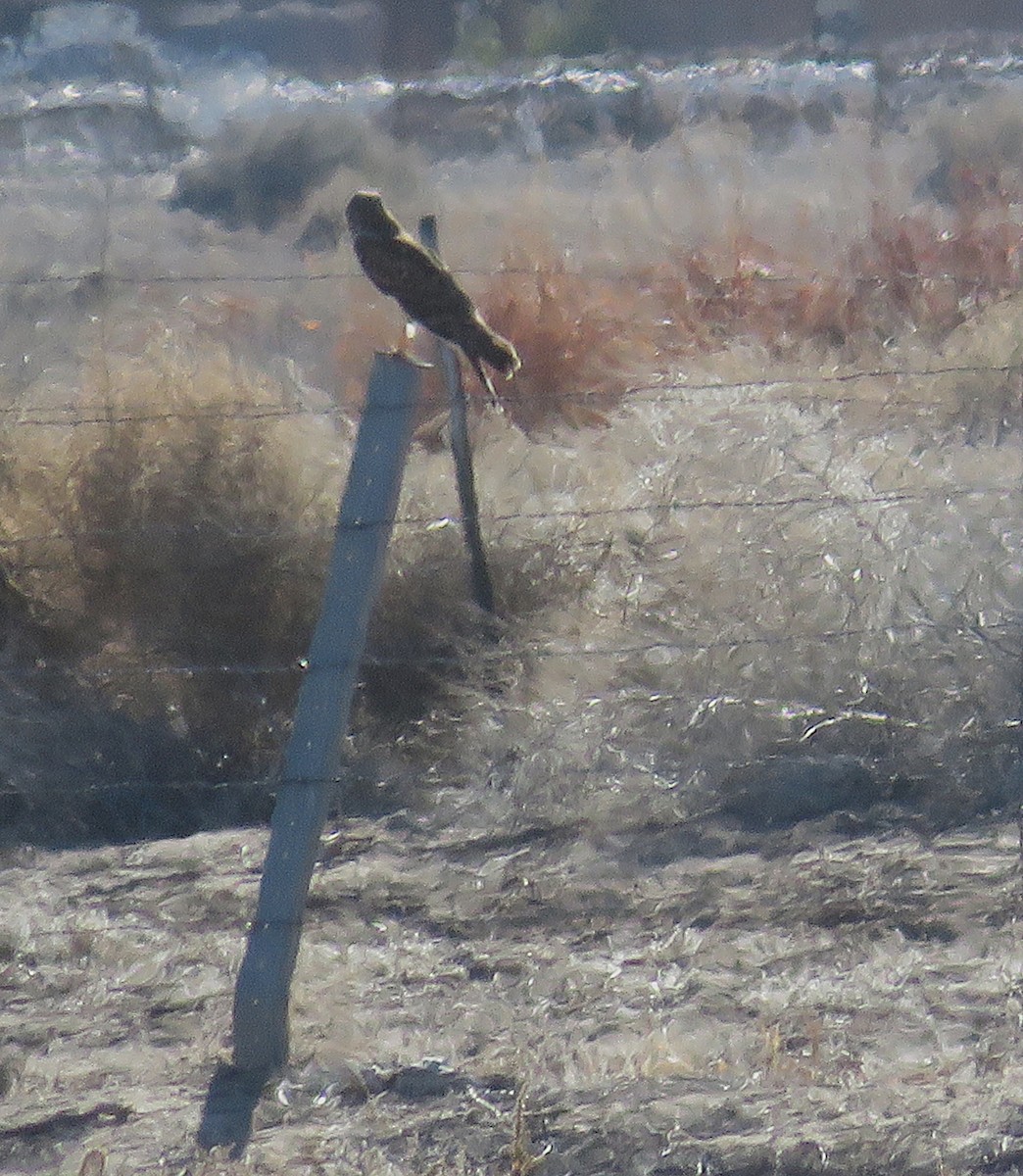 mørkmyrhauk - ML650559007