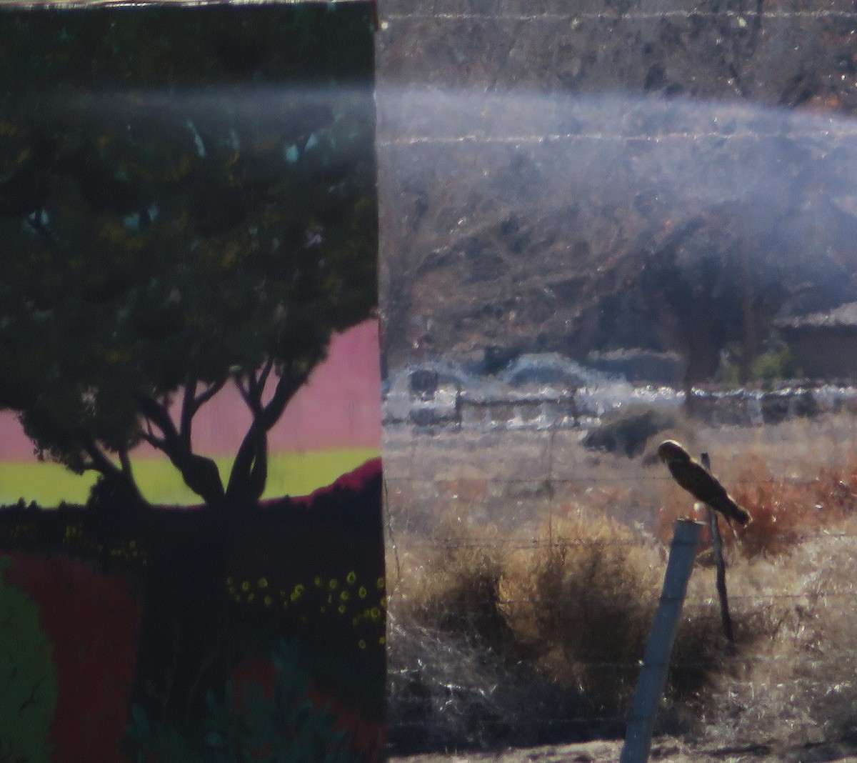 mørkmyrhauk - ML650559008