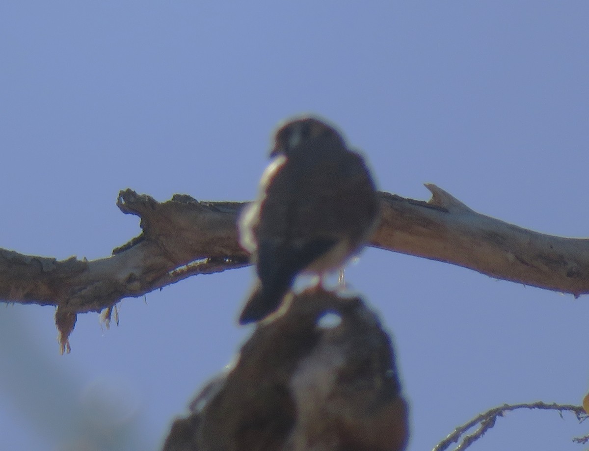 spurvefalk - ML650559021