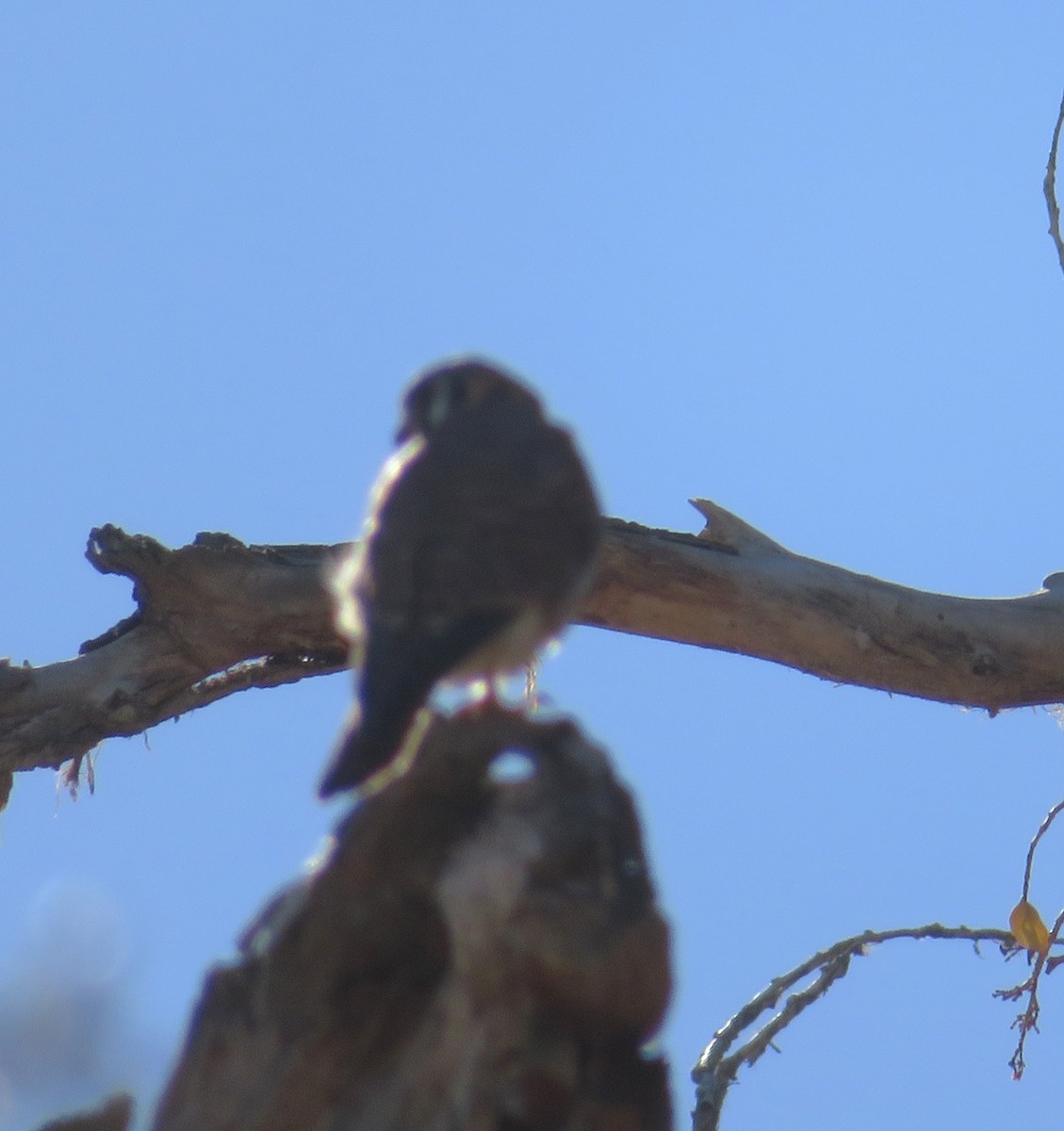 spurvefalk - ML650559022