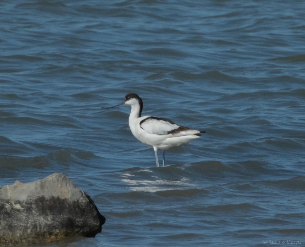 Pied Avocet - ML650559874