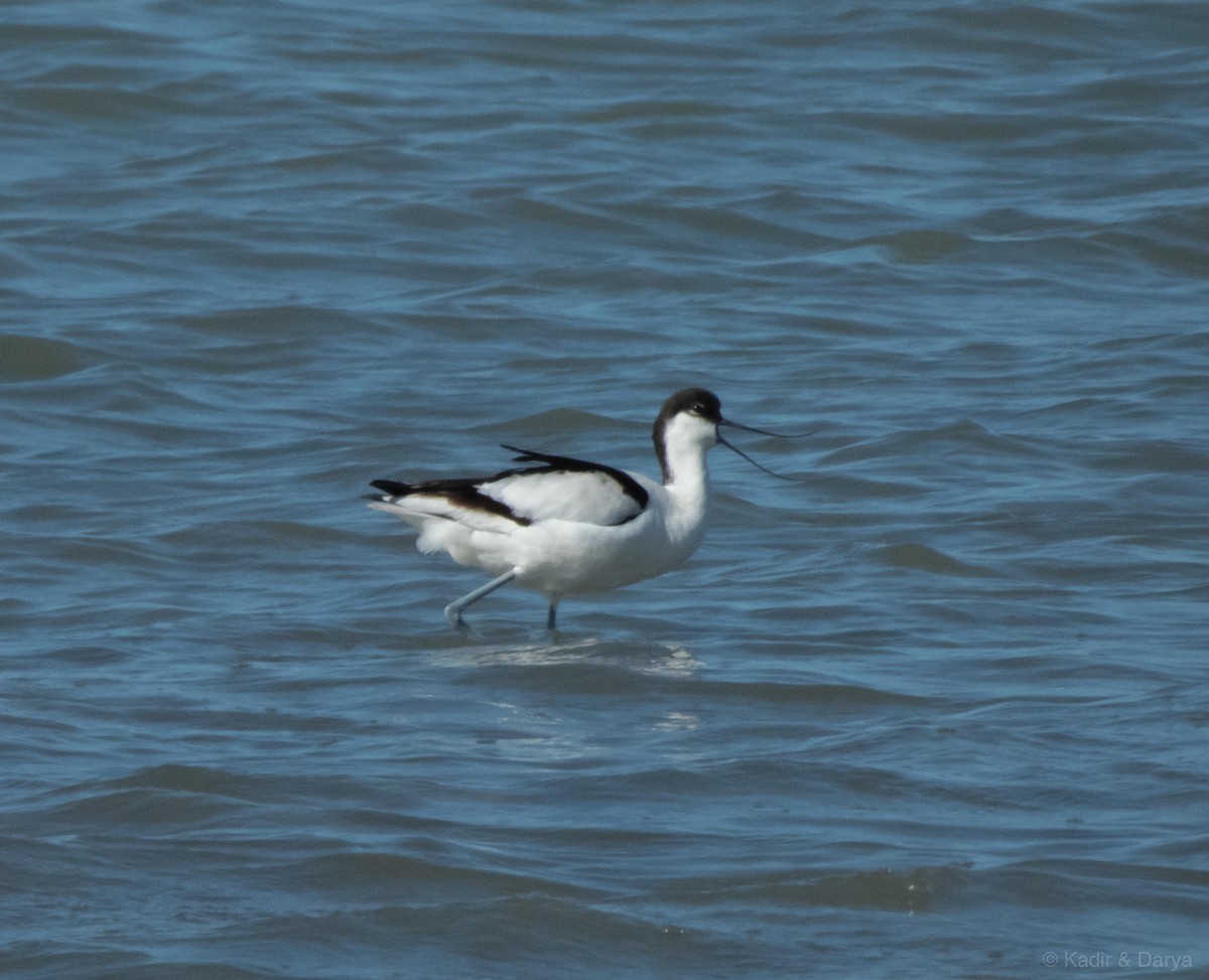 Pied Avocet - ML650559875