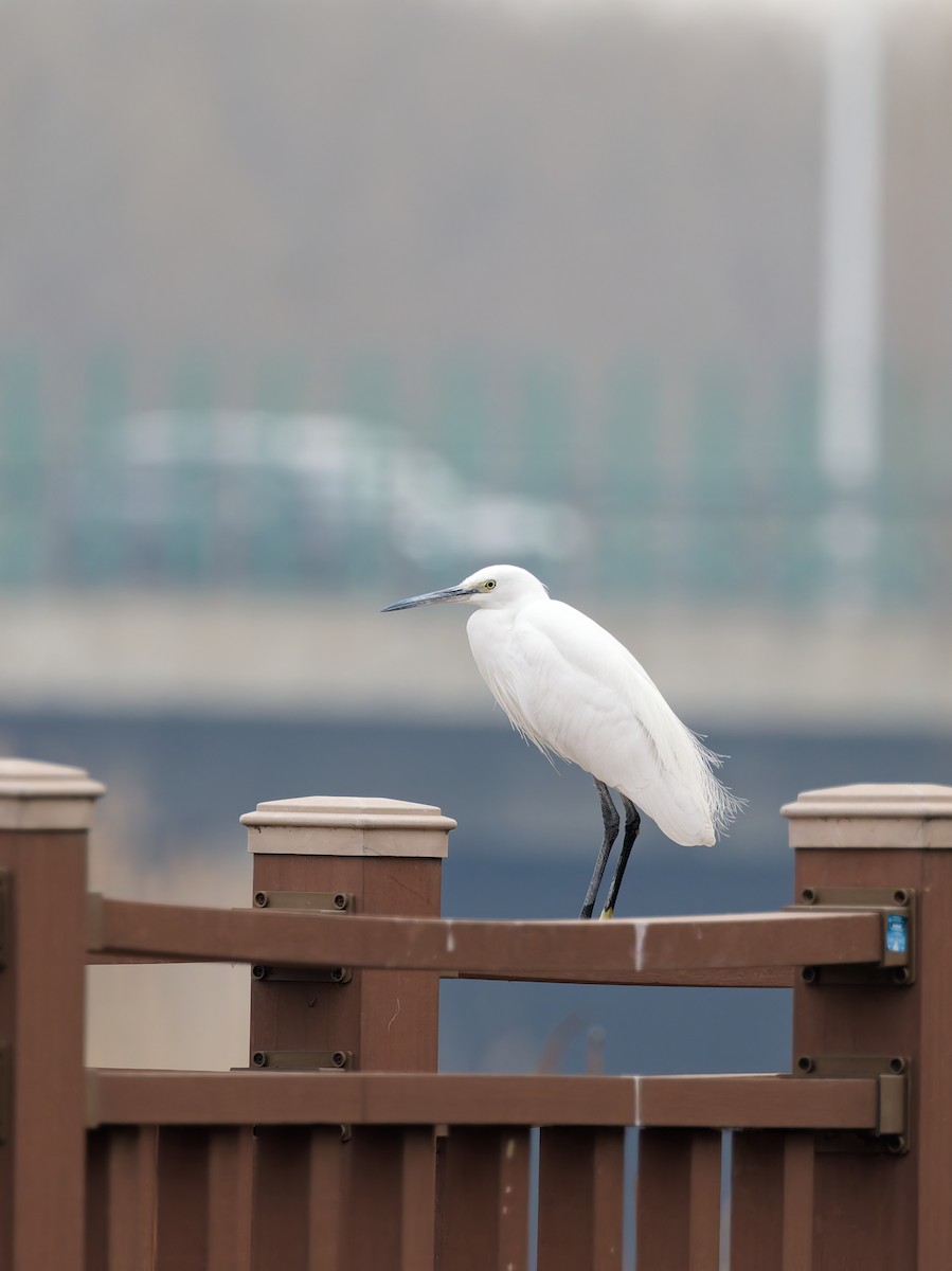 Чепура мала - ML650559927