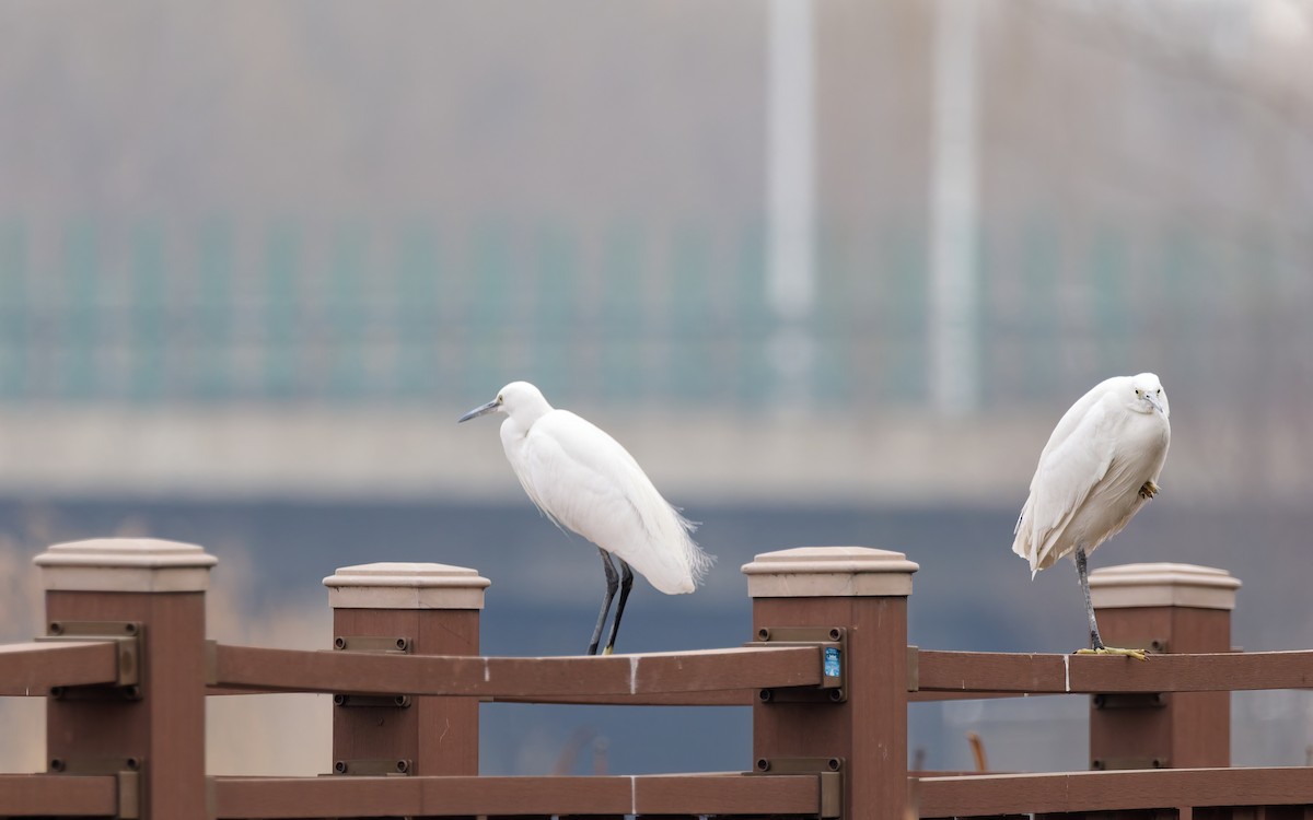 Чепура мала - ML650559928