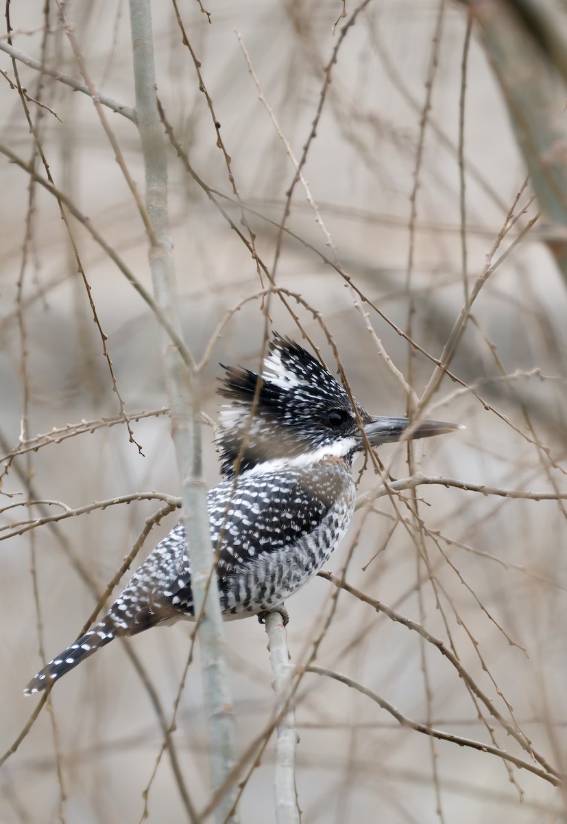 Рибалочка-чубань азійський - ML650559931