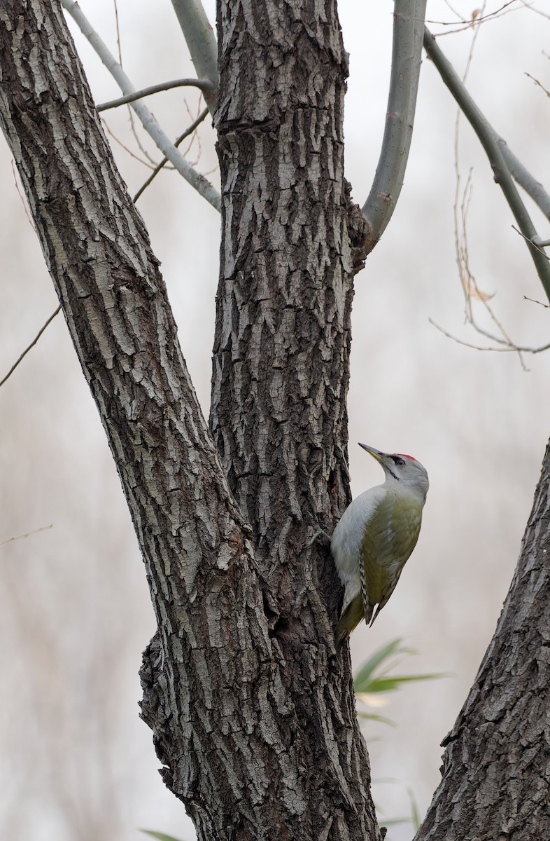 Жовна сива - ML650559935