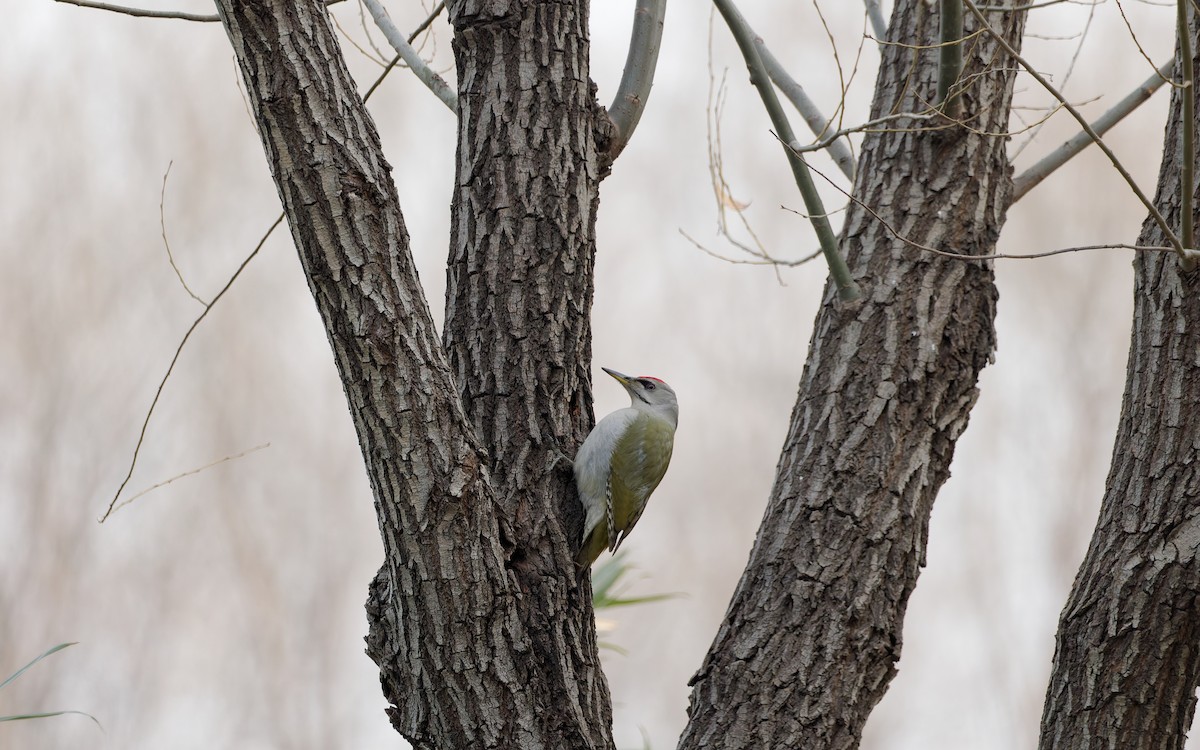 Жовна сива - ML650559936