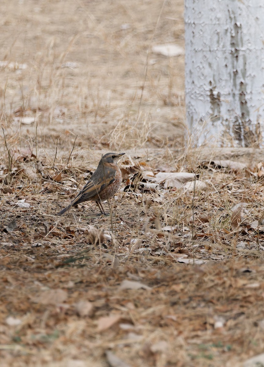 Дрізд Наумана - ML650559941