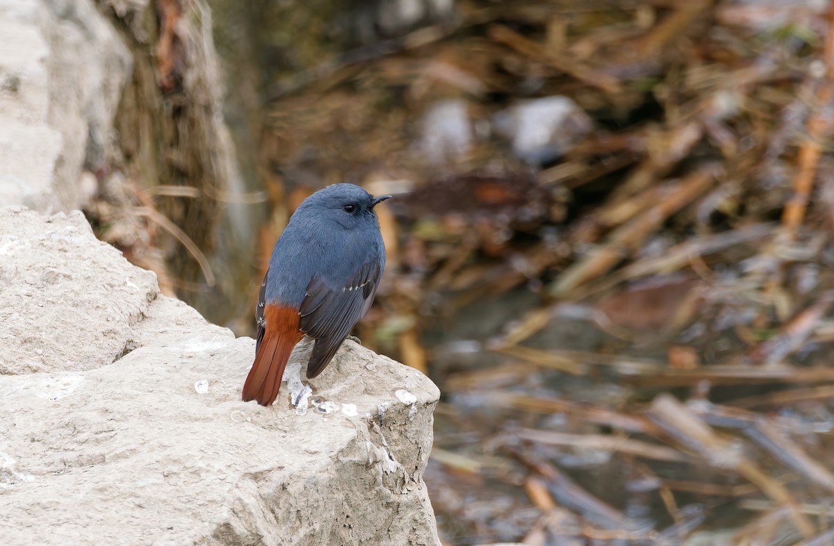 Горихвістка сиза - ML650559944