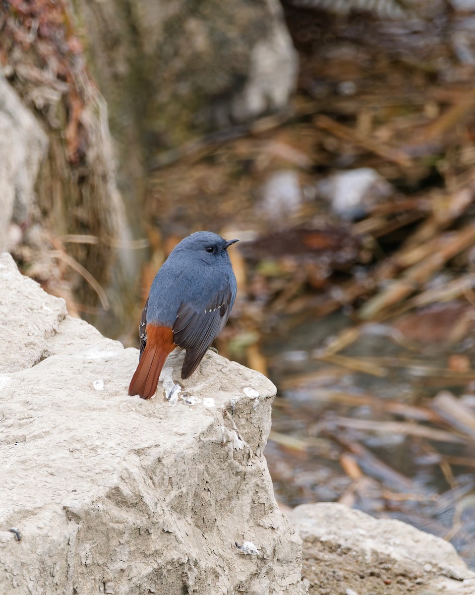 Горихвістка сиза - ML650559945