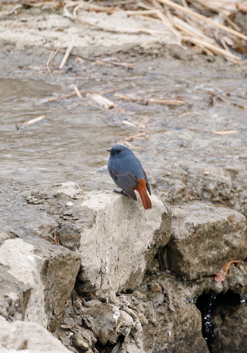 Горихвістка сиза - ML650559946