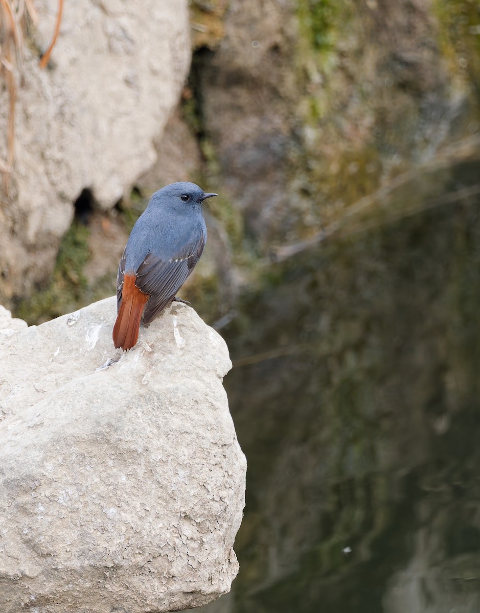 Горихвістка сиза - ML650559947