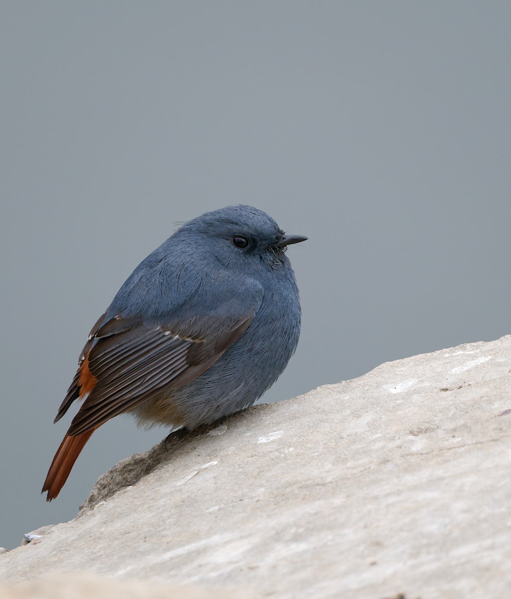 Горихвістка сиза - ML650559948