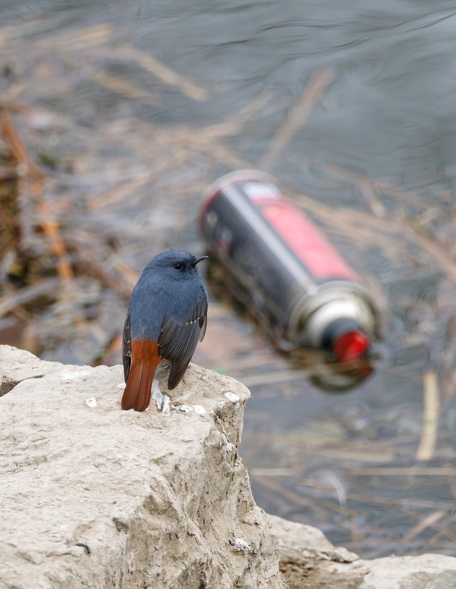 Горихвістка сиза - ML650559949